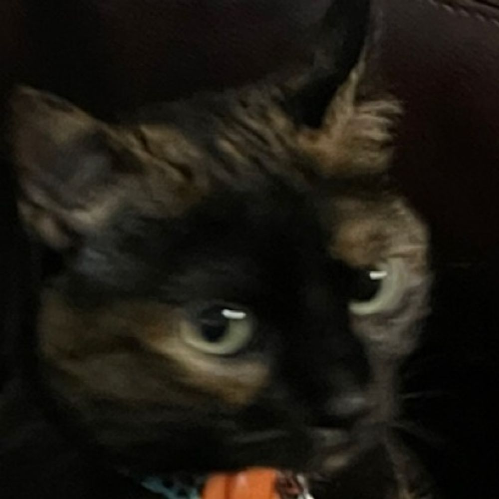 Power Pop Cat