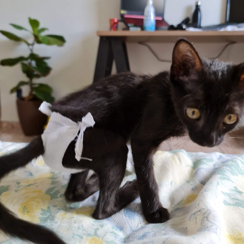my pussy in pfp