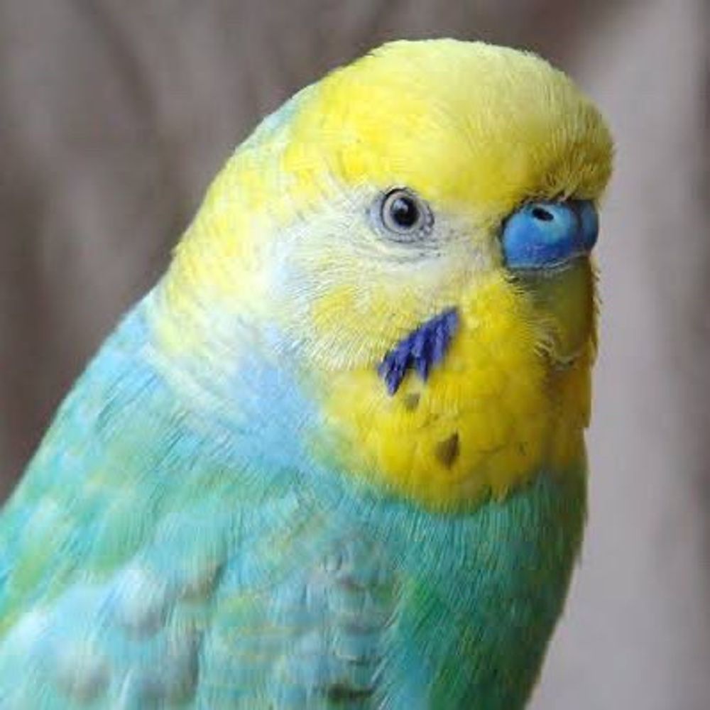 まこー