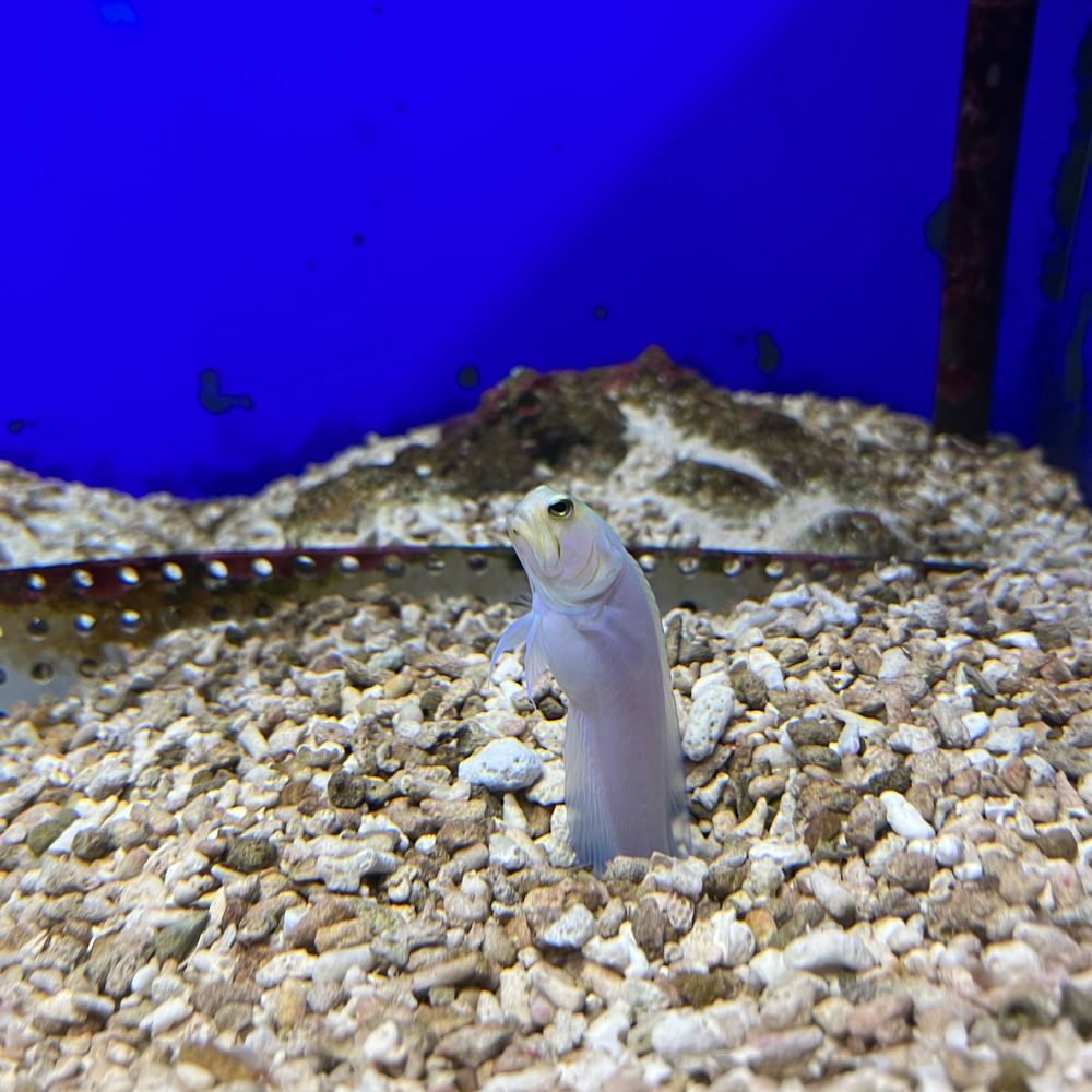 プンプン