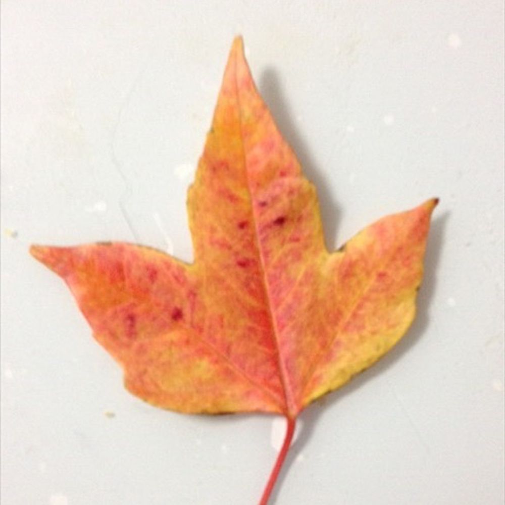 白湯