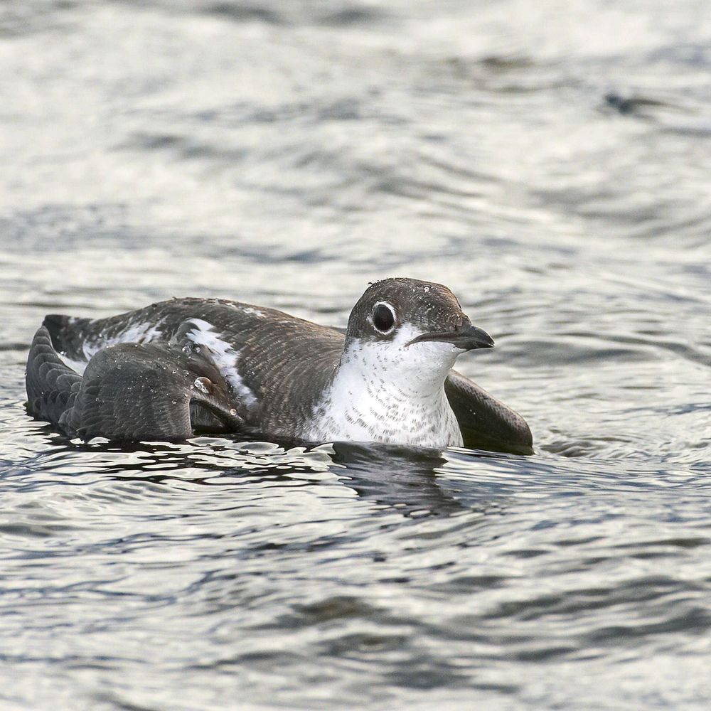 Dawlish Warren Recording Group