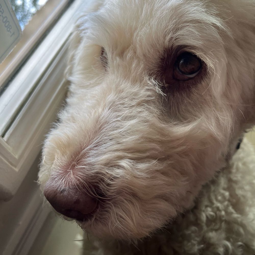 benji