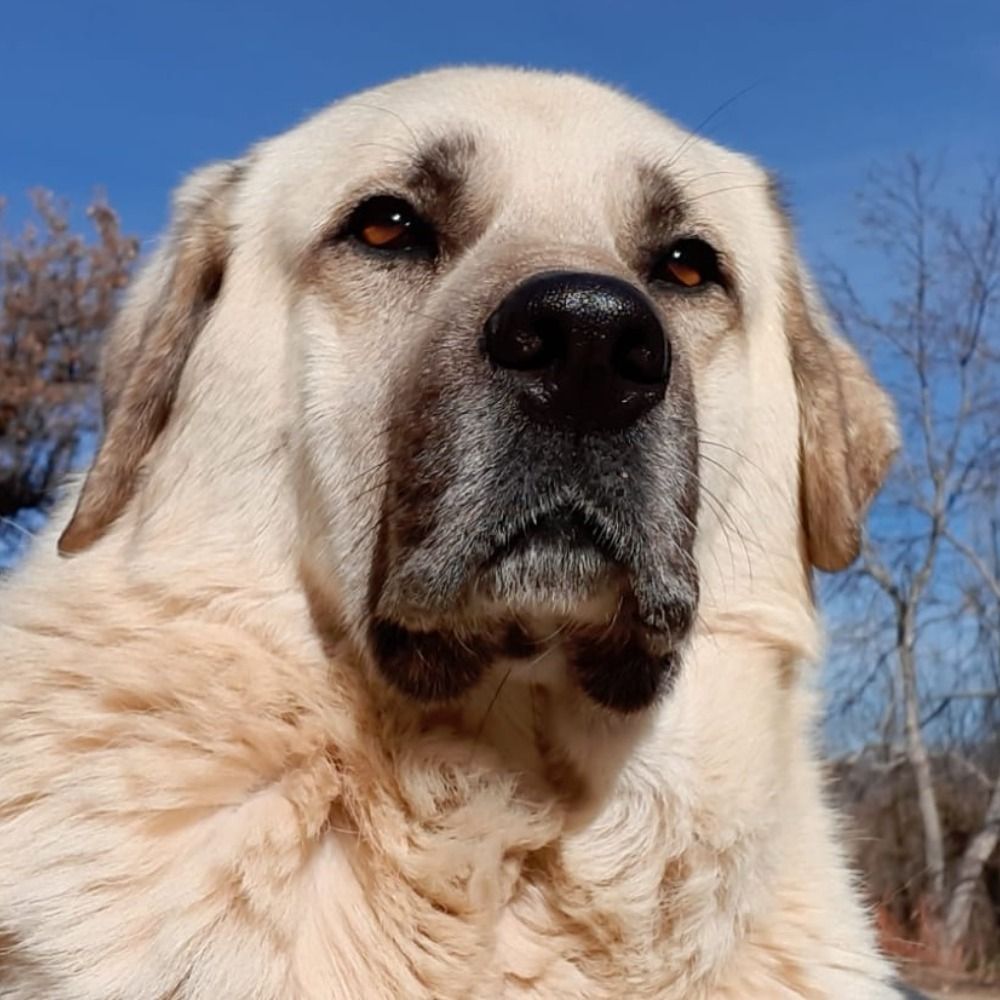 Kangal Karabaşoğlu #Boykot