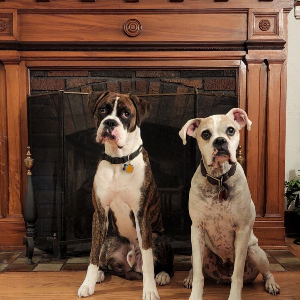Allboxerluv 