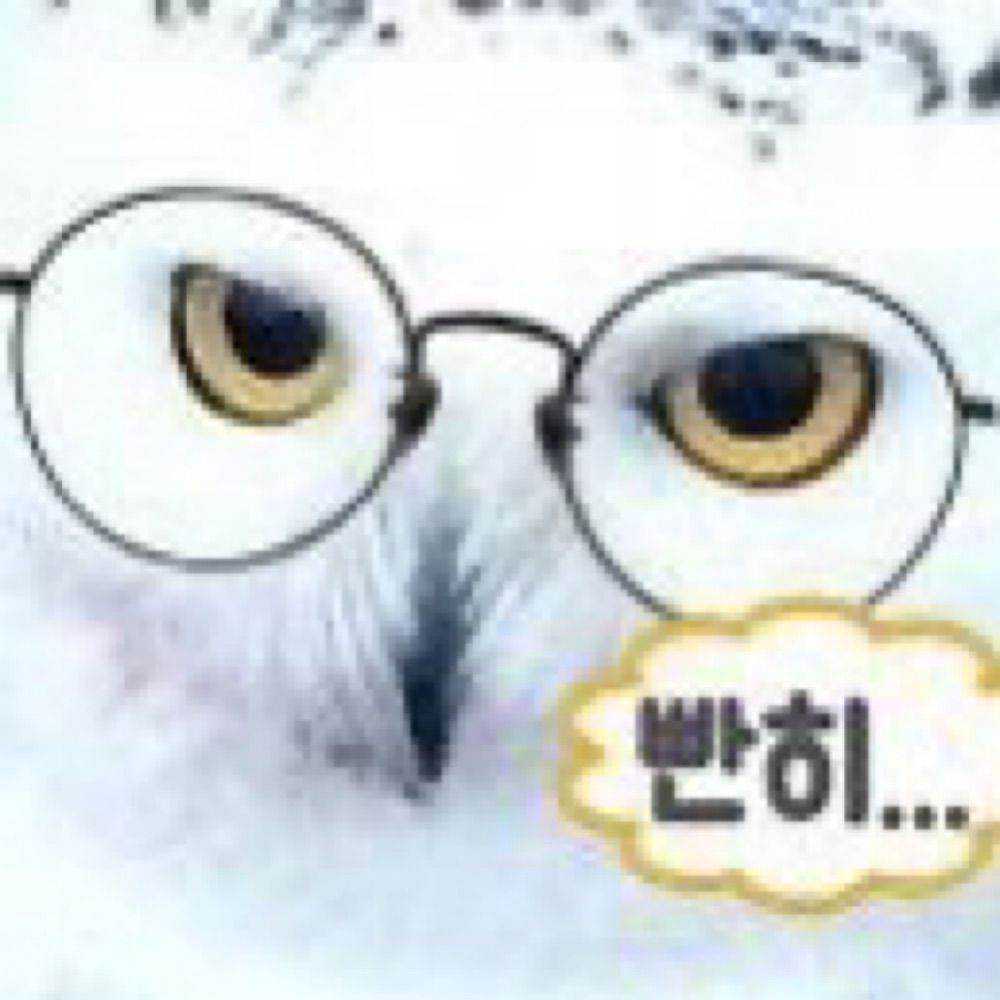 올빼미