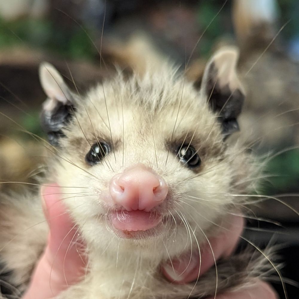 Opossum Everyday...ish