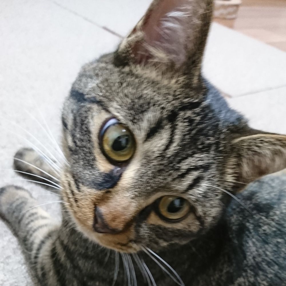 はーでぃ