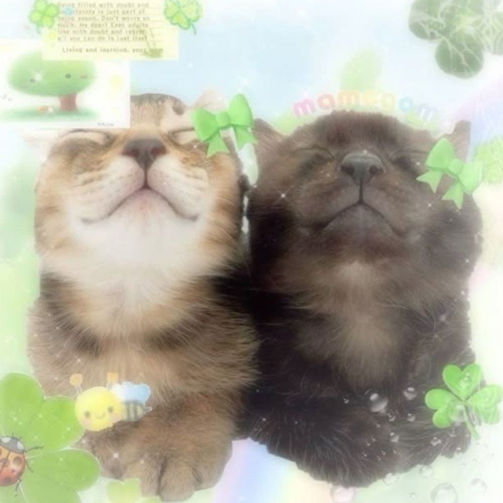 ⋆ ˚｡⋆୨ ʚɞ ୧⋆ ˚｡⋆