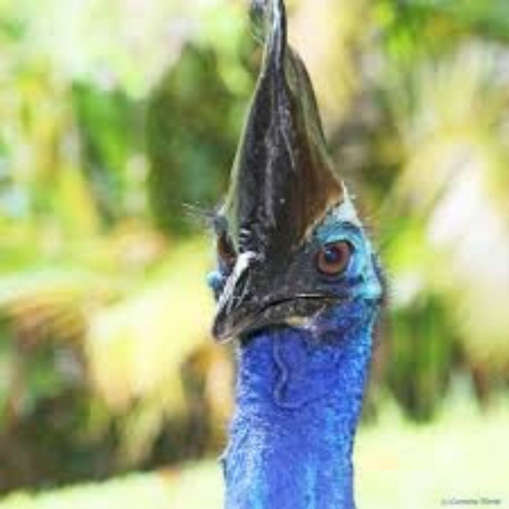 Cassowary of State Security