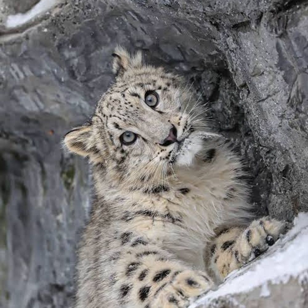 Sneppler