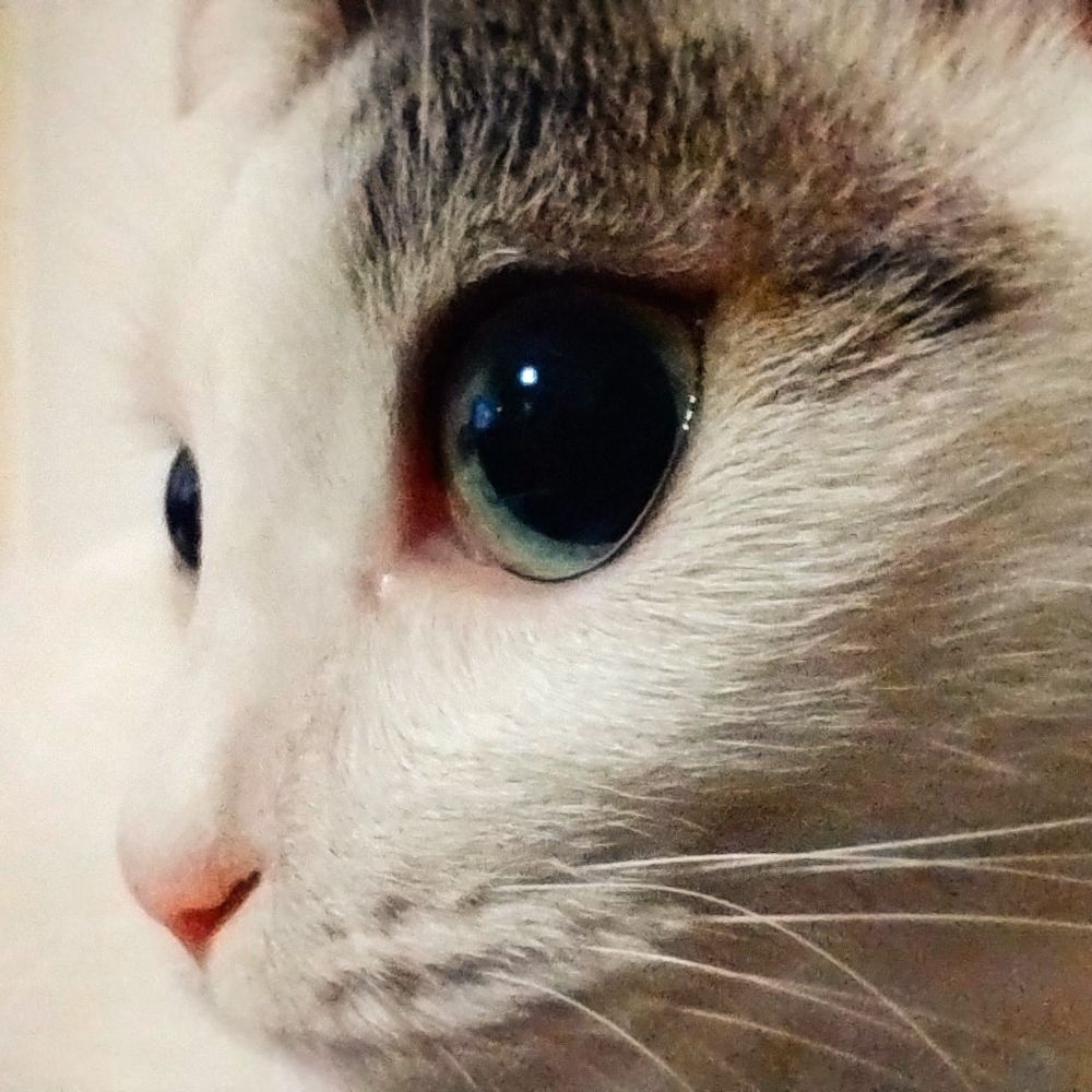 Lu