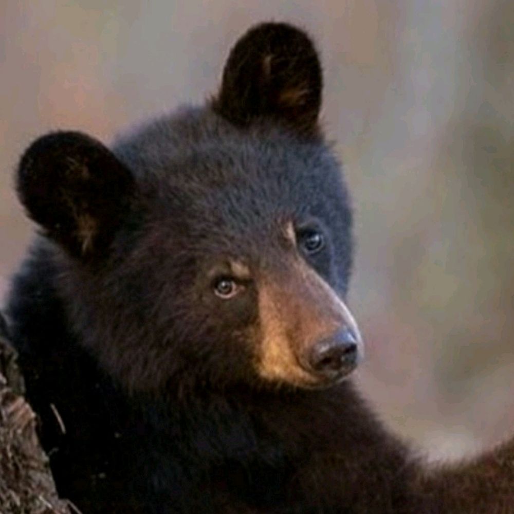 Papa Bear Jake