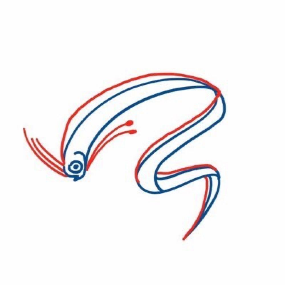 Oarfish_ec
