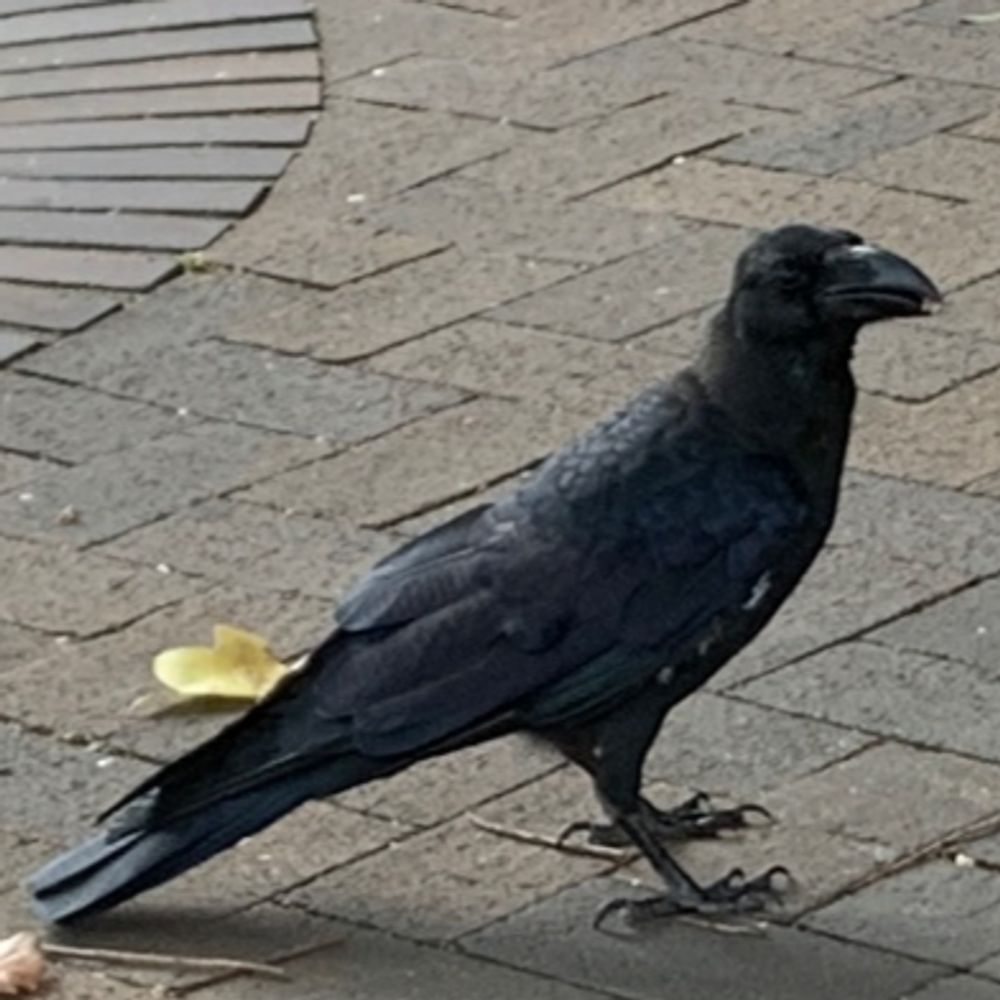 みやこ:moffuri_karasu: