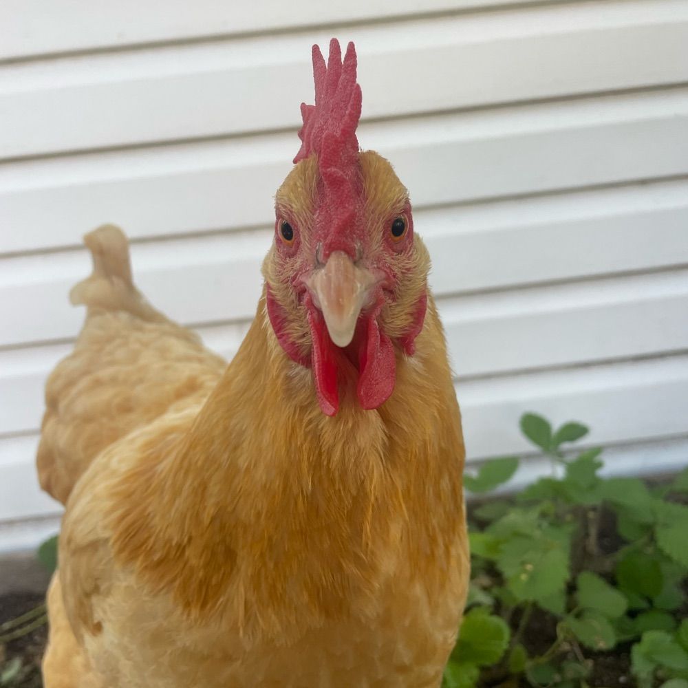 Sara