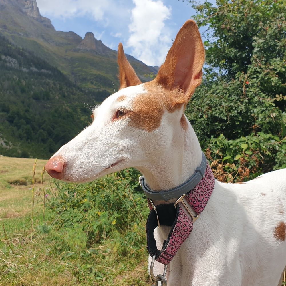 Isabel