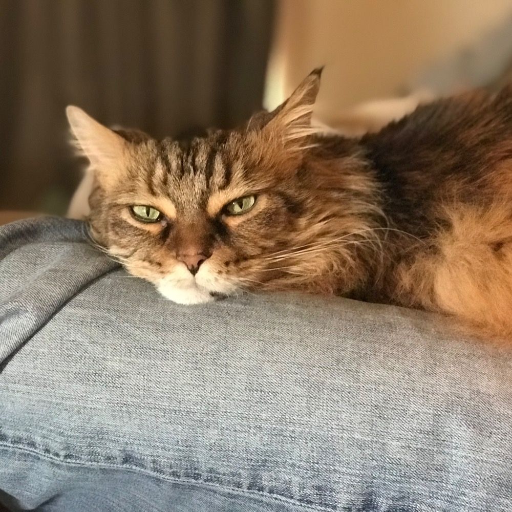 Hateful Pancake