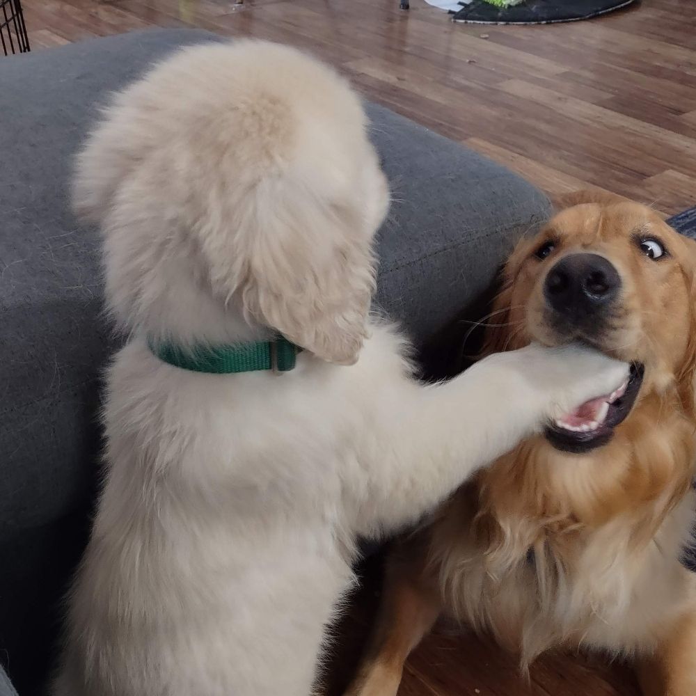 Holden and Amos