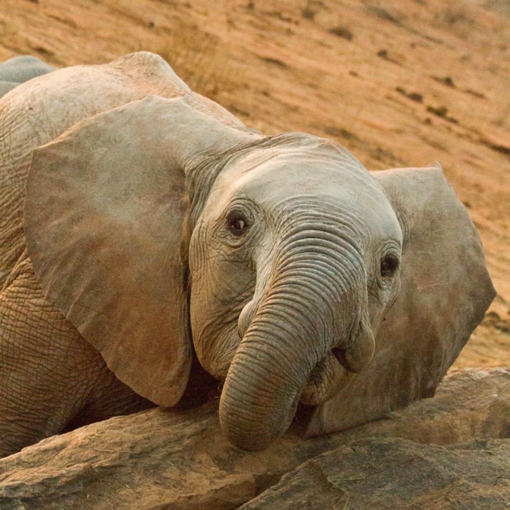 Profile picture elephantsmatter.bsky.social