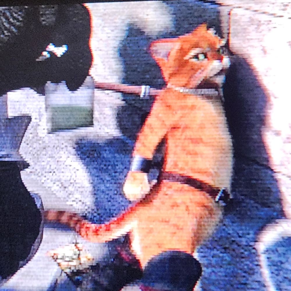 gato levando enquadro 