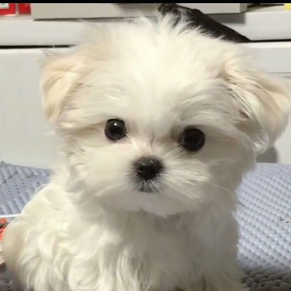강아지