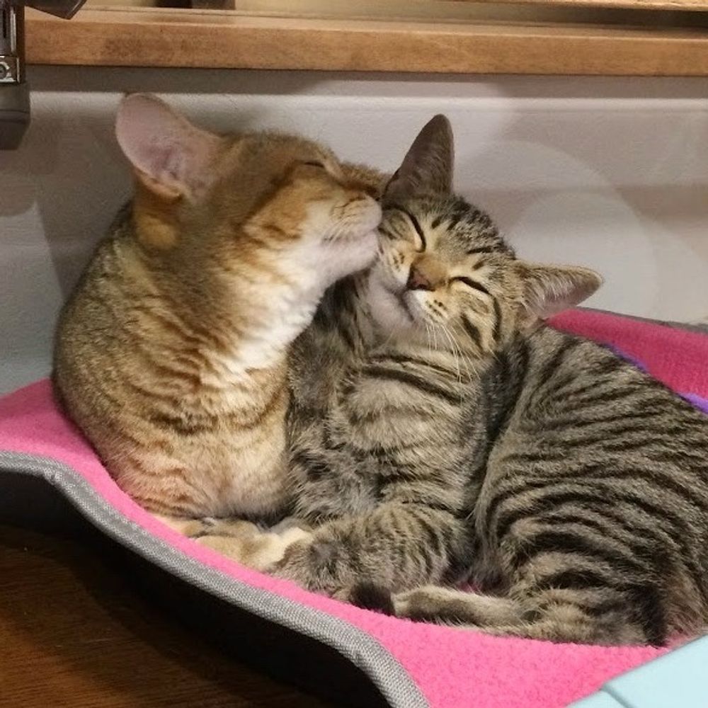 すめらぎ