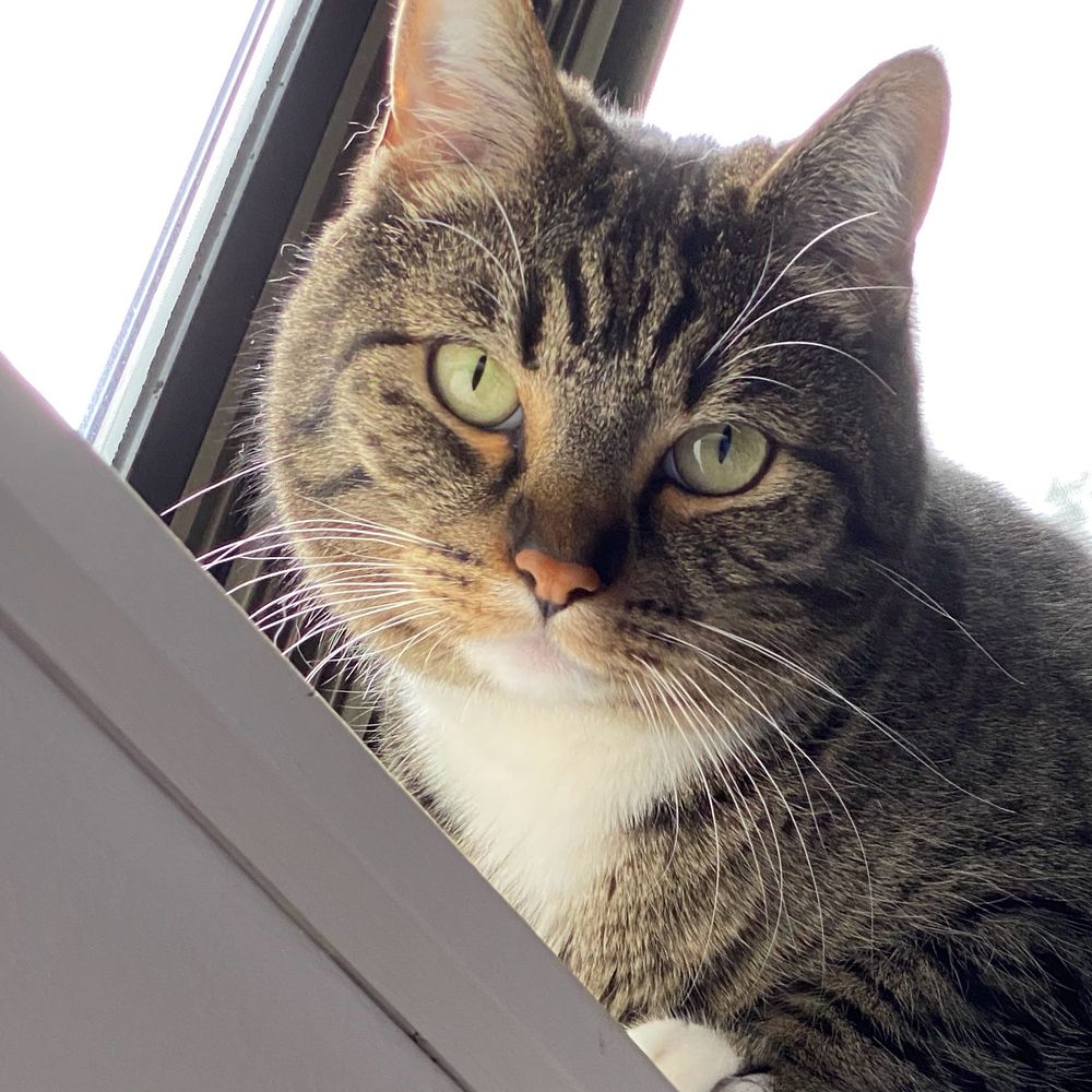 notActuallyACat