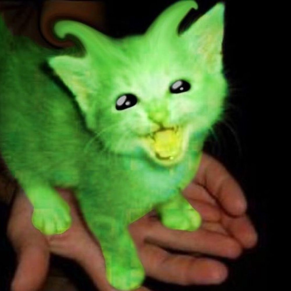 Moldy Cat 🦠