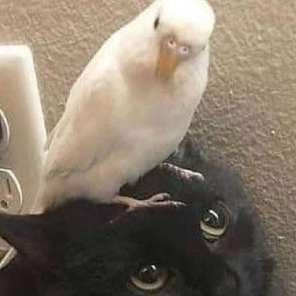 Lilos