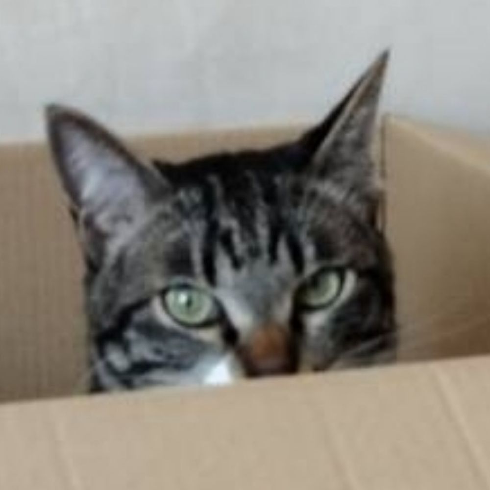 メメ猫