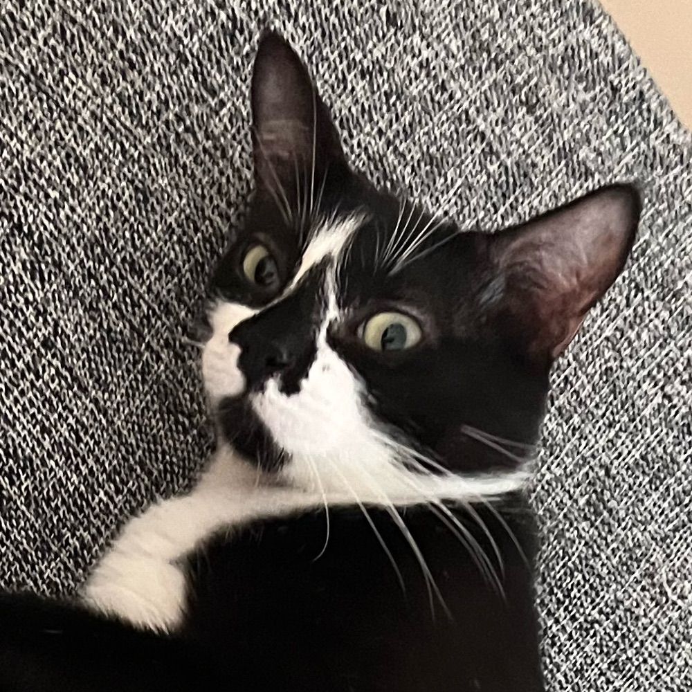 dani