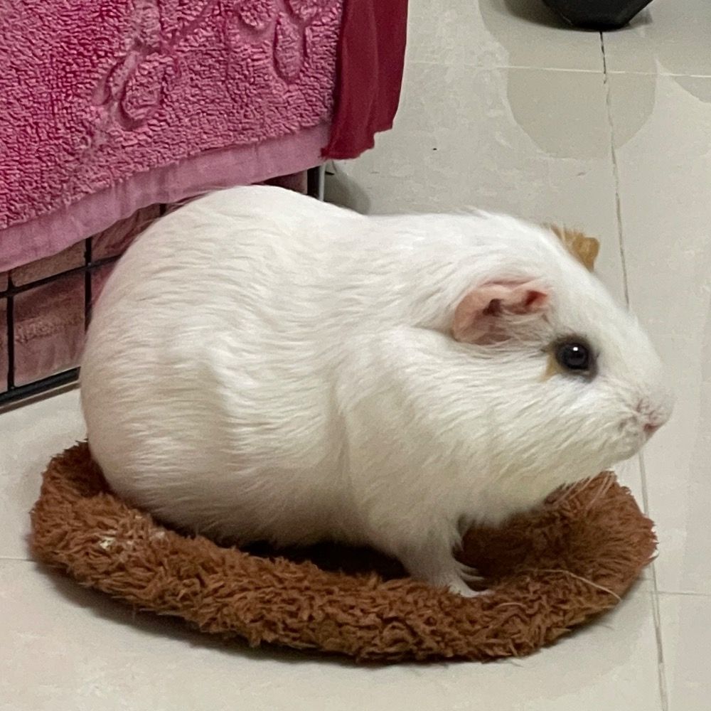 酥皮字潤蚵🐹