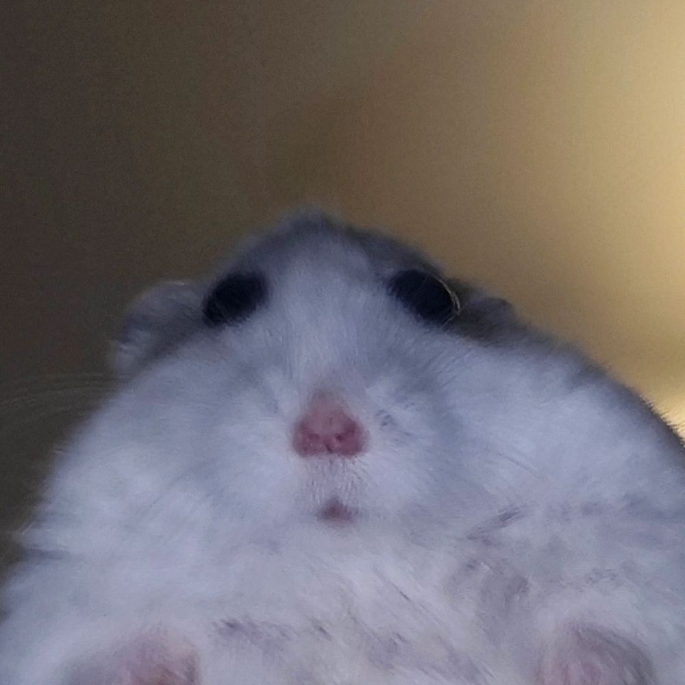 햄딱