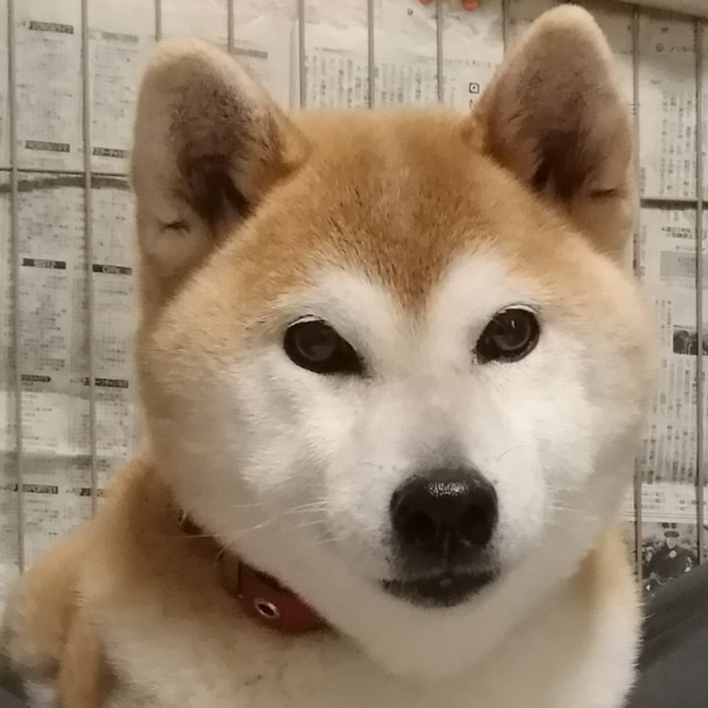 にゃんこふん🐾