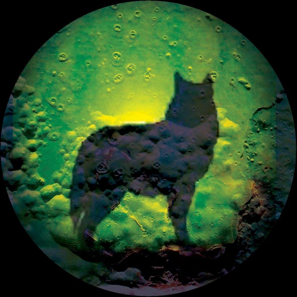 wolf