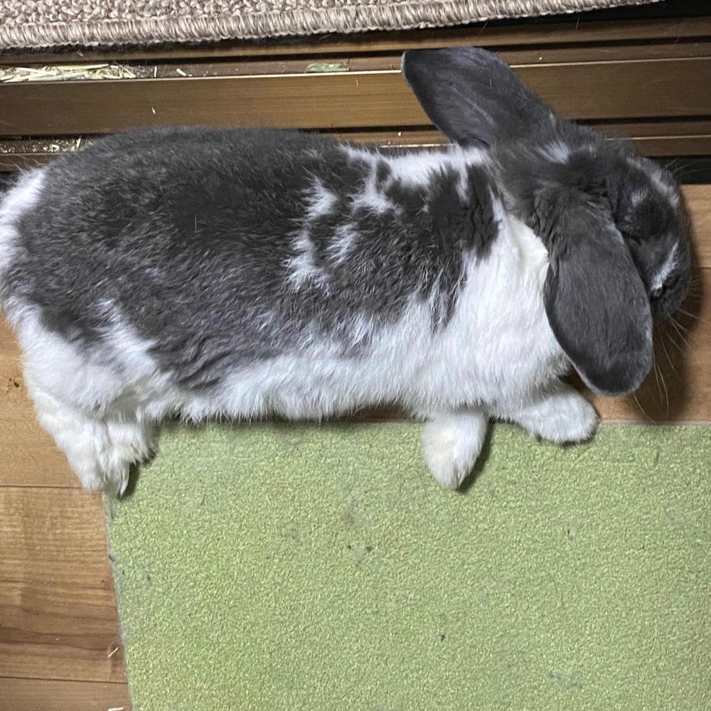 なもちゃん🐰