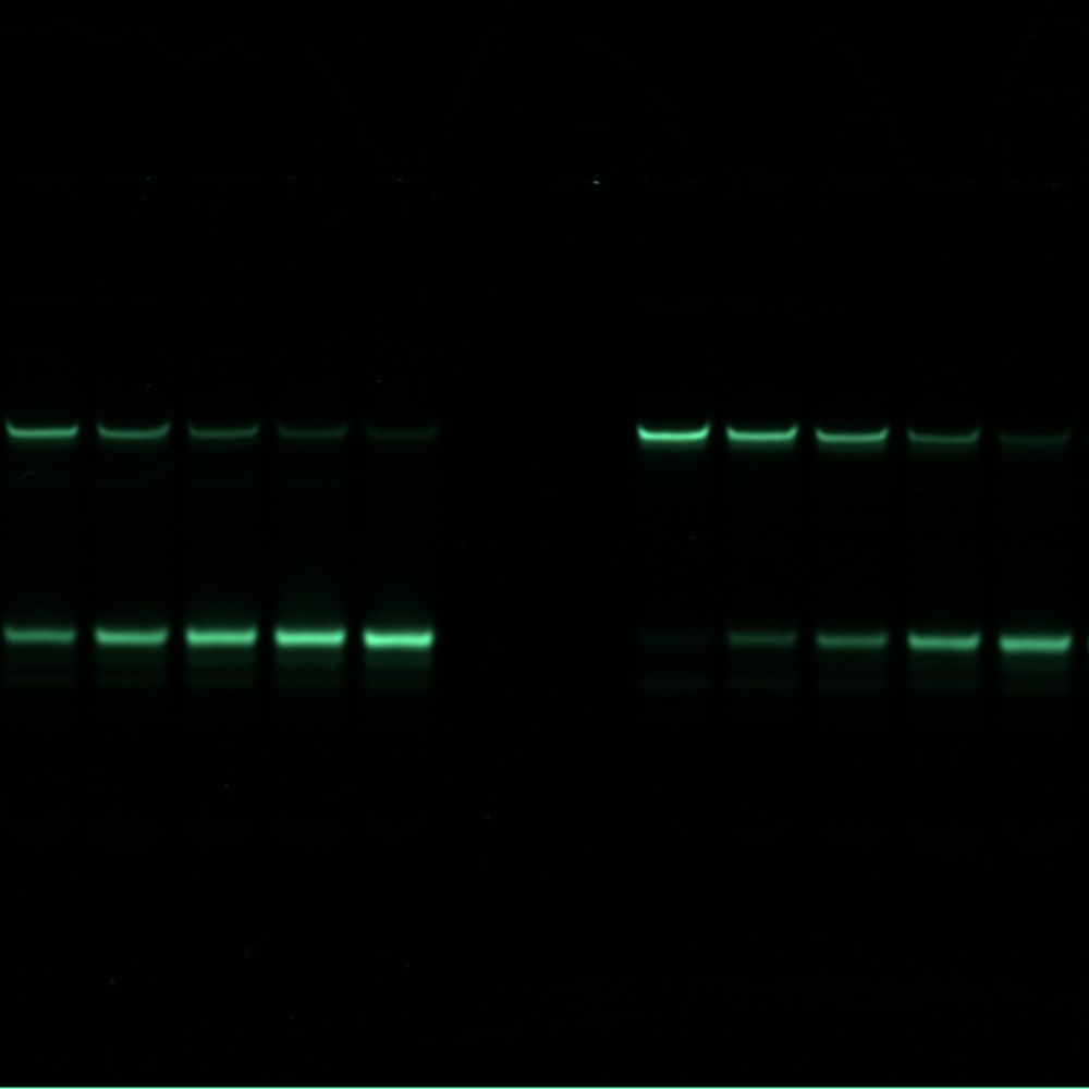 Miguel G. Blanco lab