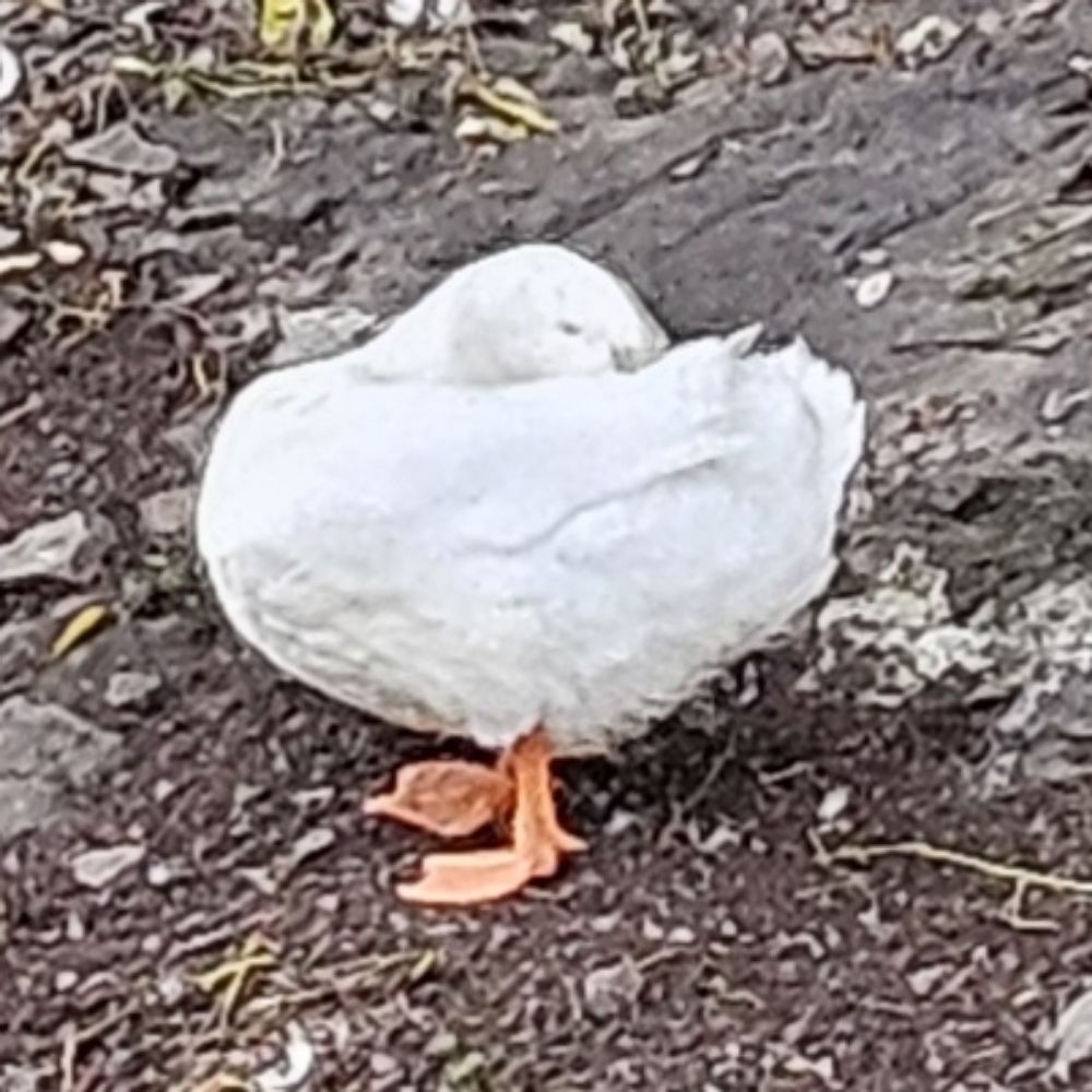 호냐