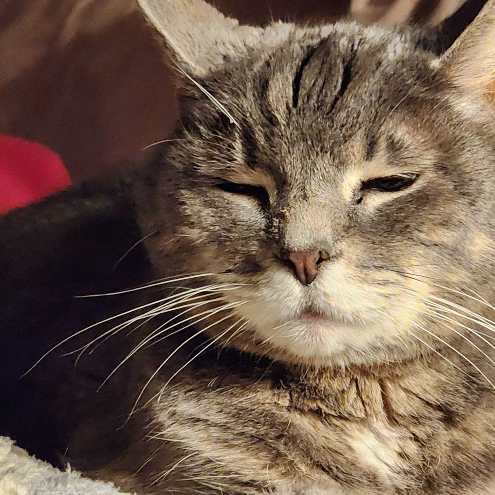 JC Reilly 🐈🐈🐈‍⬛