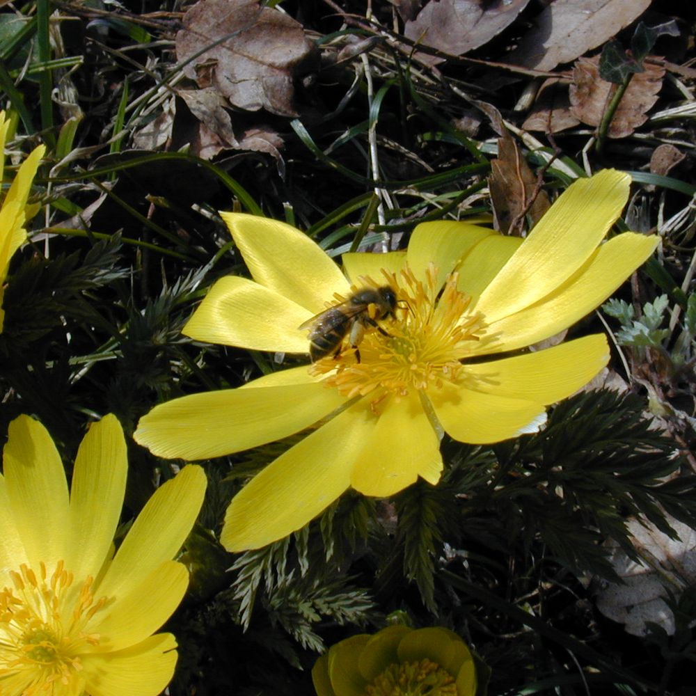KANEKO Shingo, Fukushima University