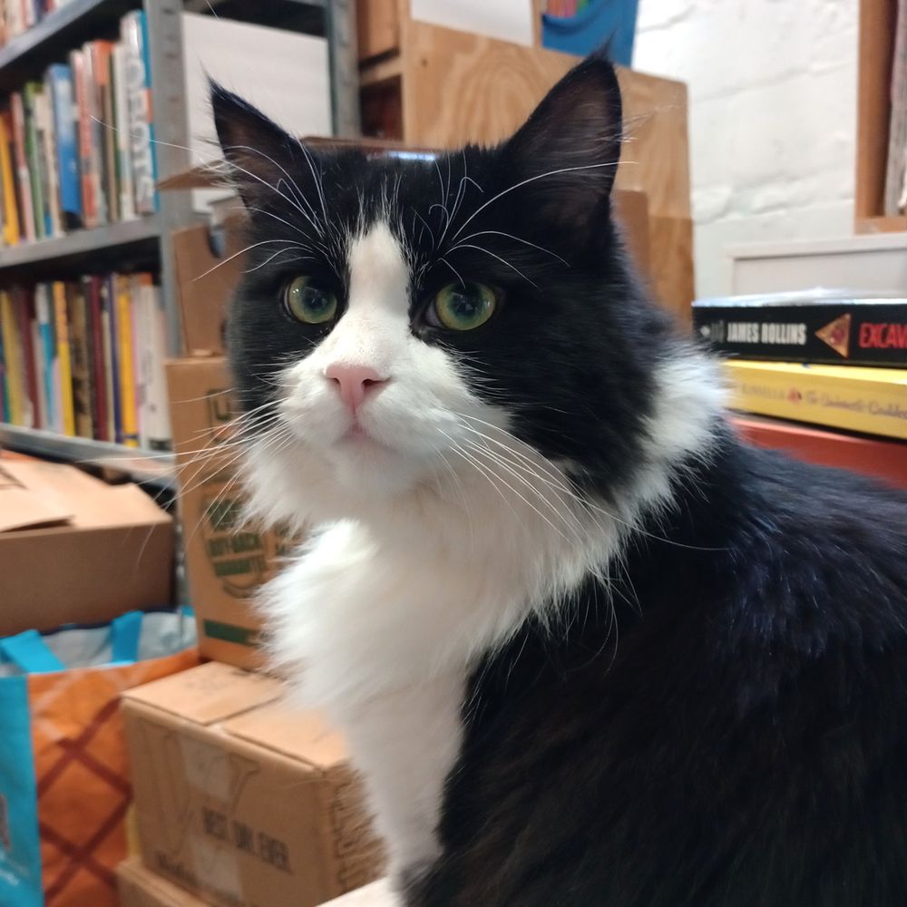 it's ok if you're just here for the cats