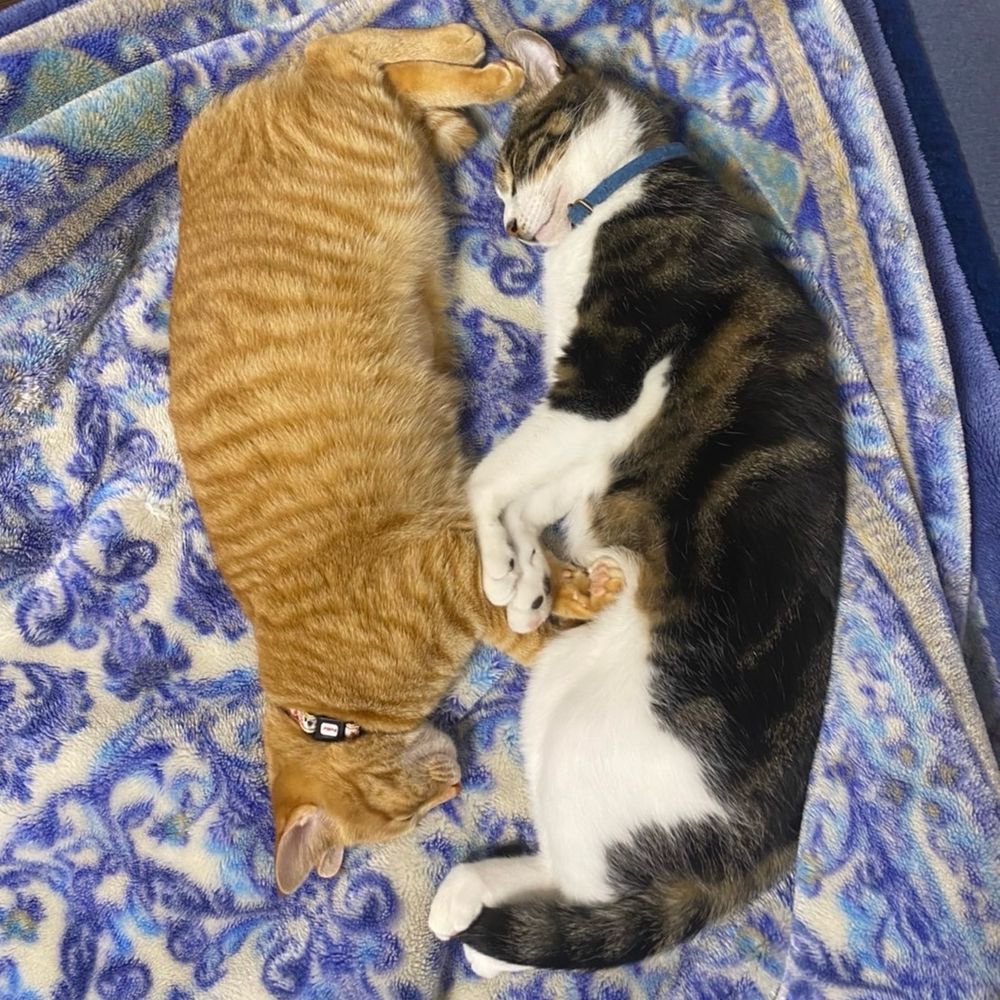 たらむ