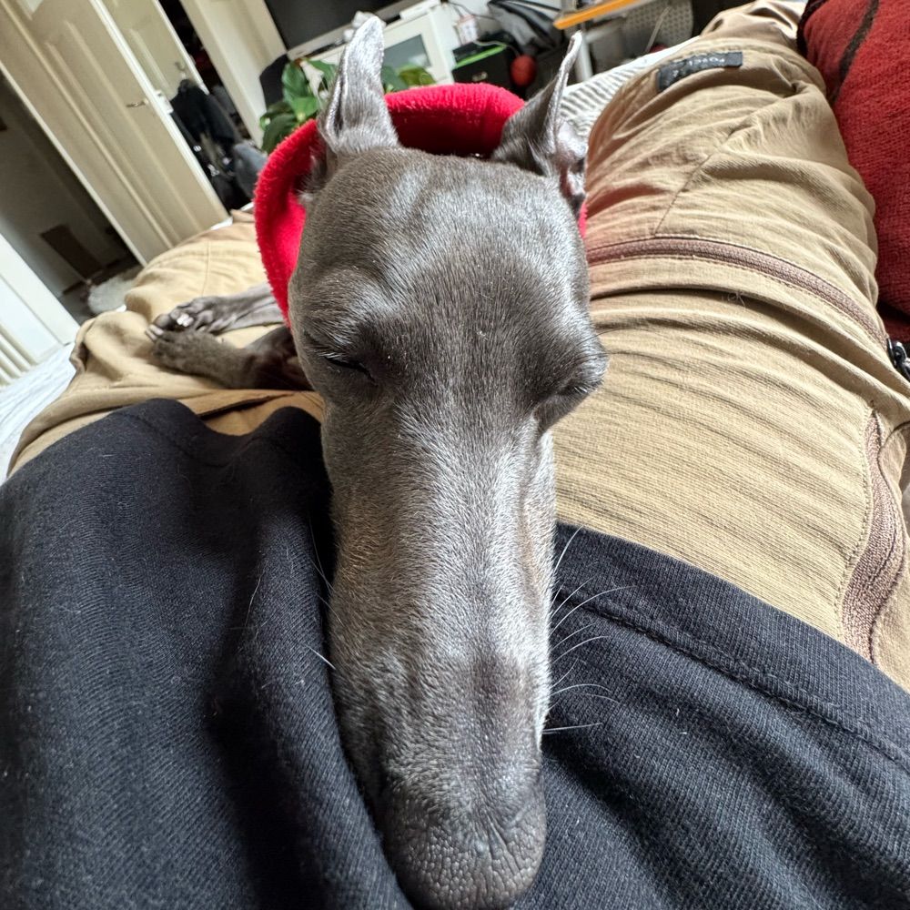 SAR 🐾