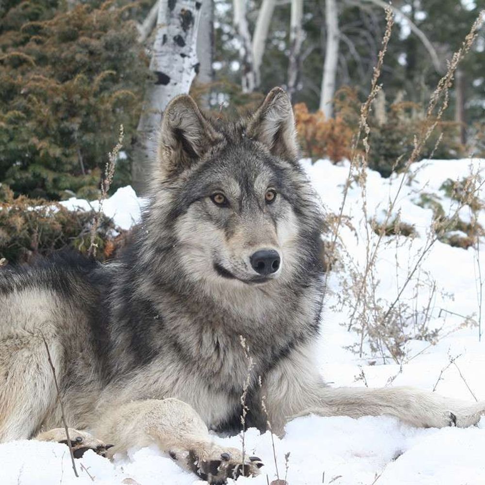 The Wolfman/Wolfe