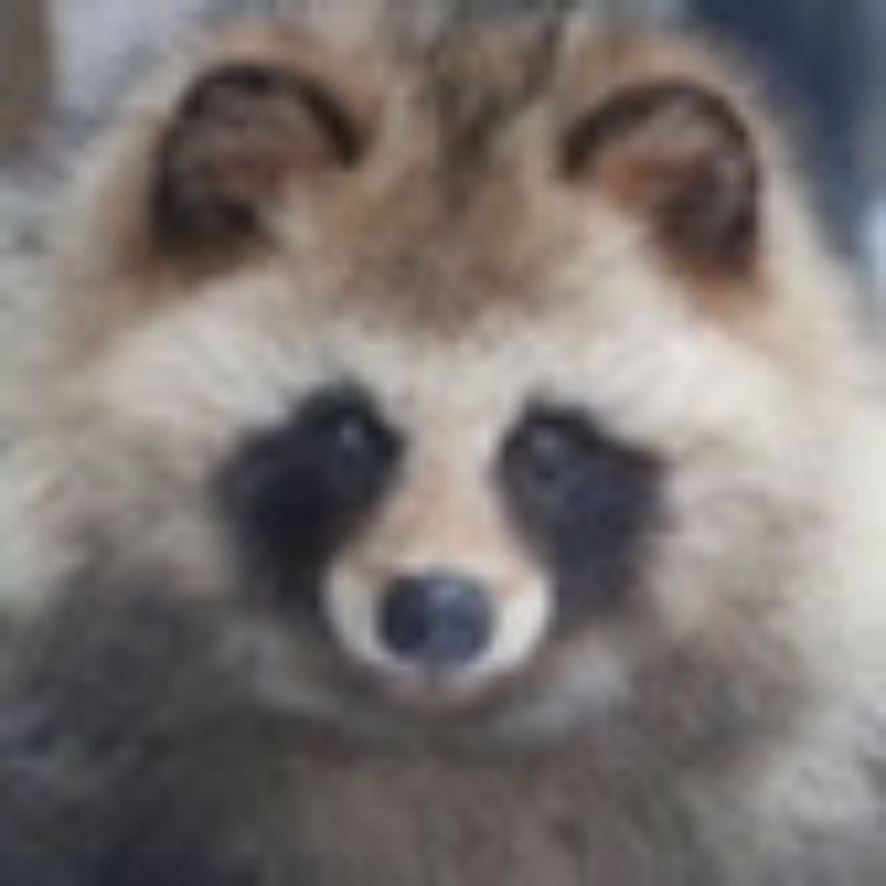 たぬポメ
