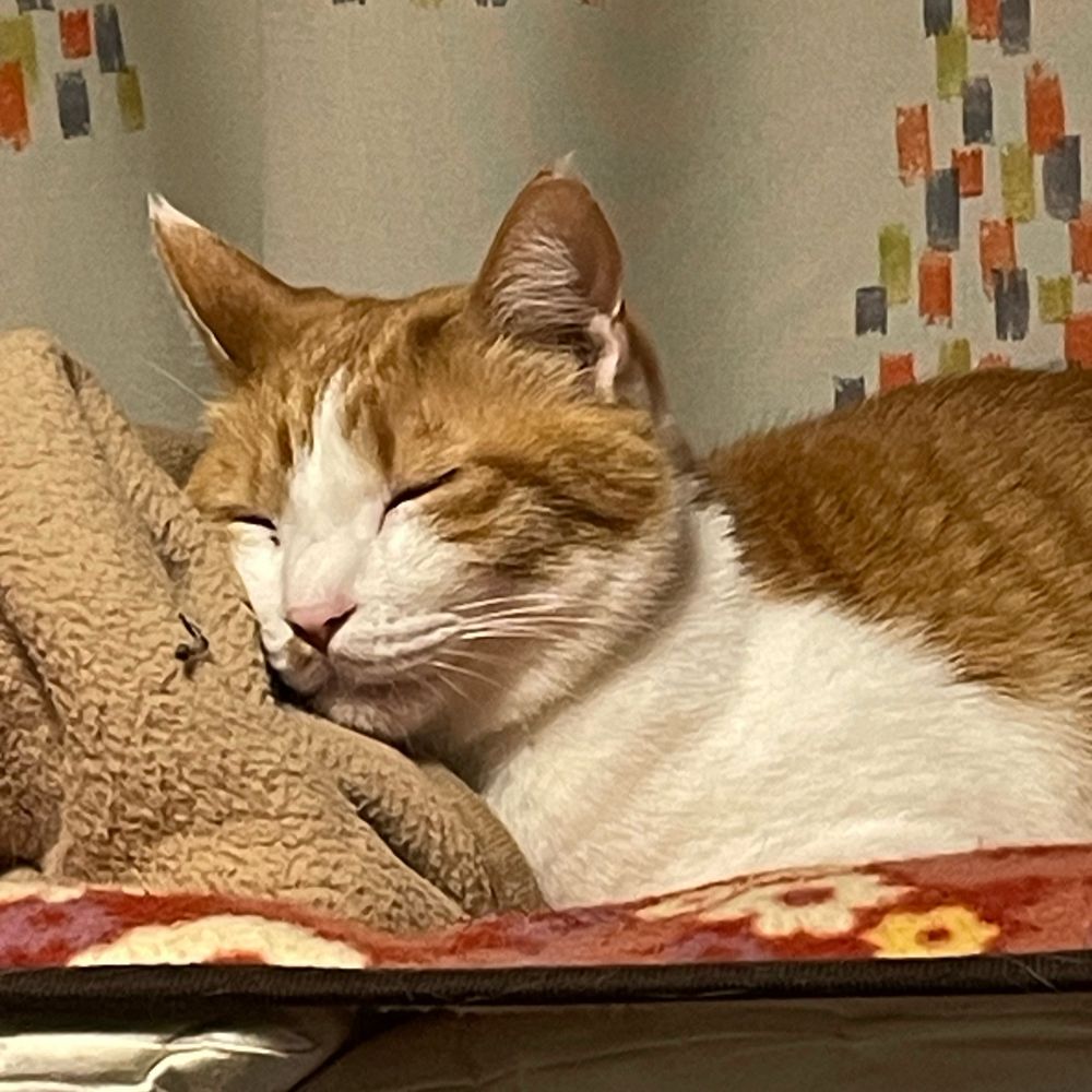 mochi