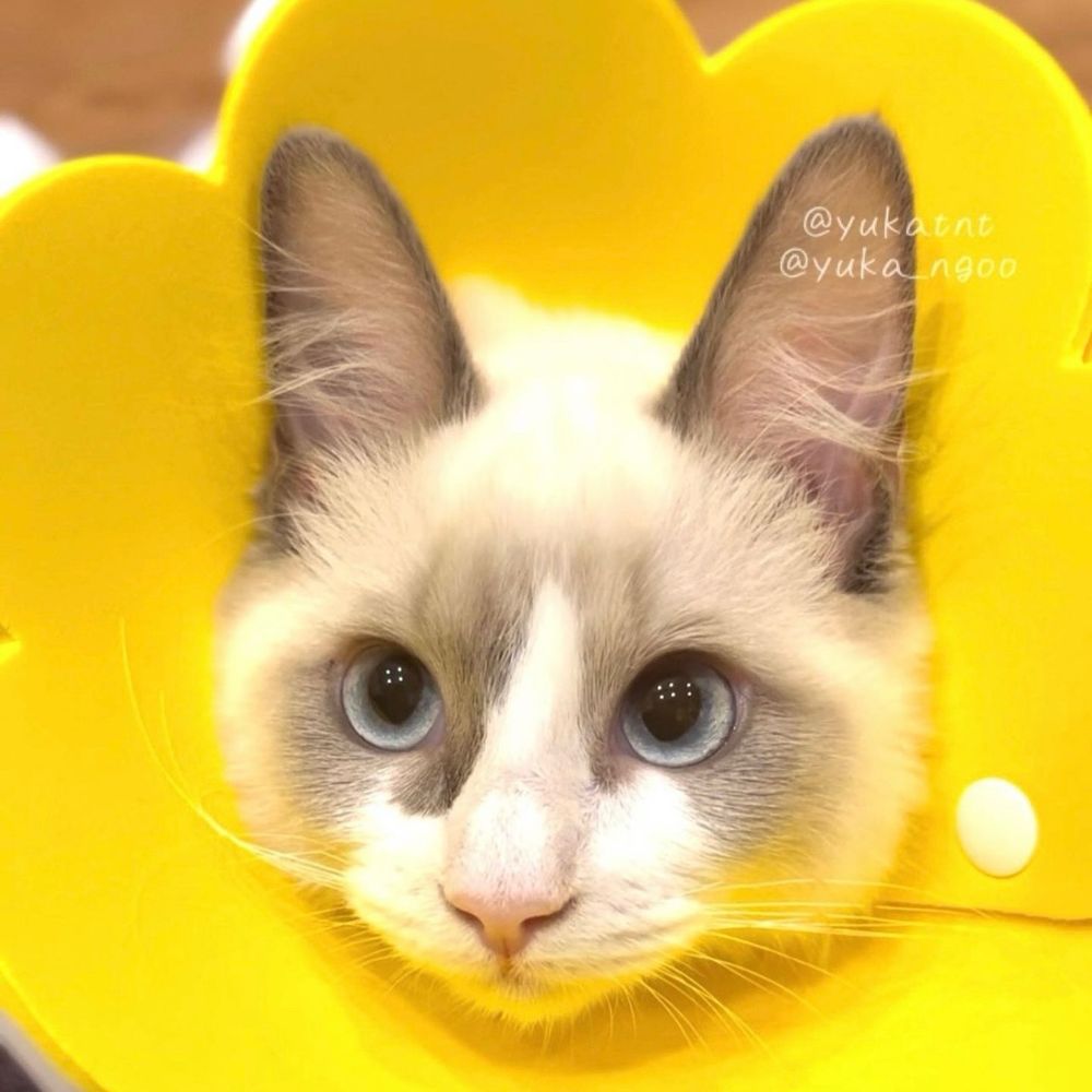 うたかた ゆらり🐈🐾♦️