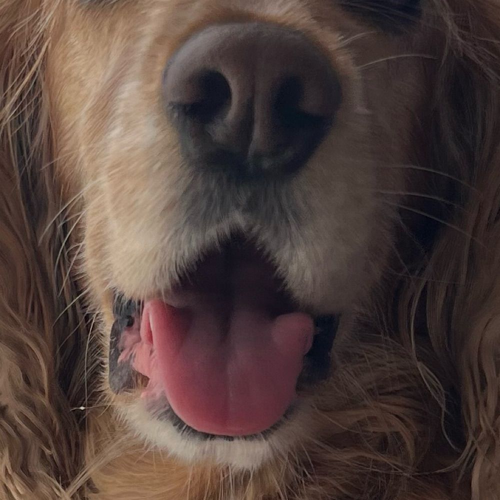 🐾