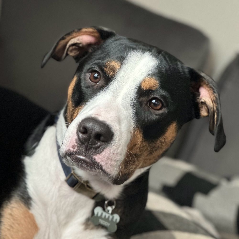 Teddy, Certified Good Boy